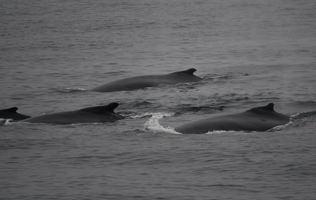 07-08-23 230PM humpbacks